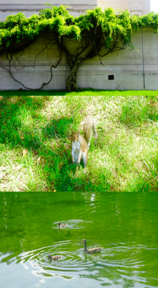 1551442973691074342.png blob.png