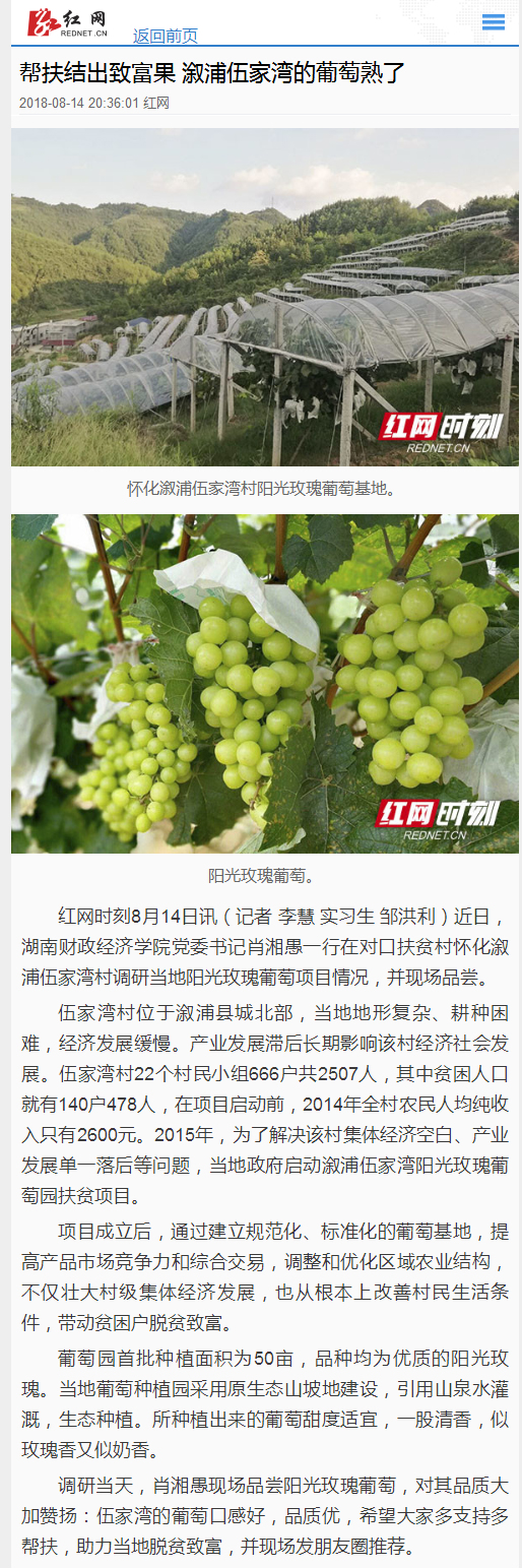 帮扶结出致富果 溆浦伍家湾的葡萄熟了 红网 2018-08-14.jpg