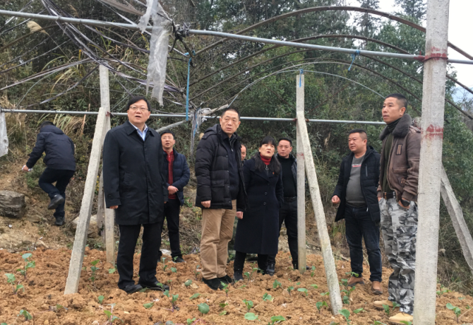 3.肖湘愚一行实地考察罗汉果种植基地.png